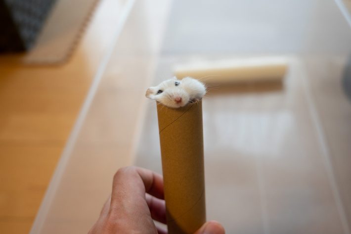 筒に吸い込まれていくましろくん