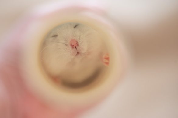 筒の中をのぞくと…