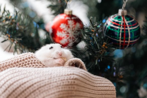 クリスマスを一緒に楽しんだ時の様子