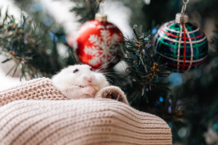 クリスマスを一緒に楽しんだ時の様子