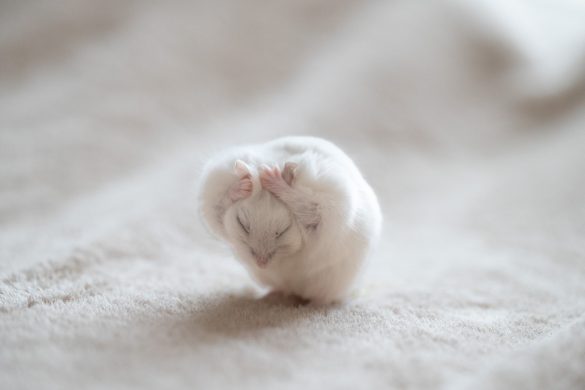 頭をもしゃもしゃ毛づくろい