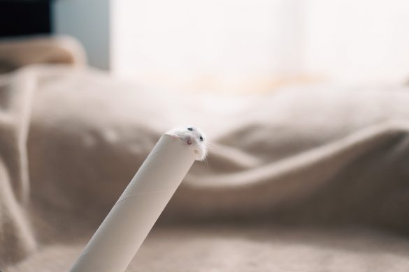 活発で無邪気なハムスターに癒される日々