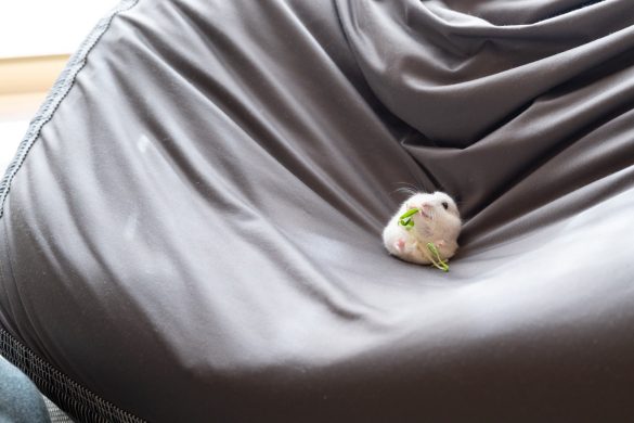 くつろいで豆苗を食べる、ましろくん