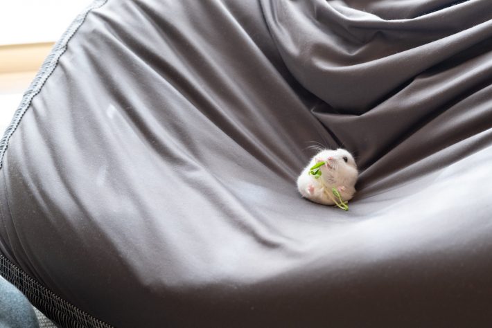 くつろいで豆苗を食べる、ましろくん