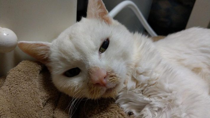 如月さん宅のへちまさん