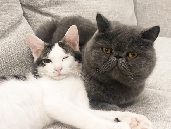 ご飯とミンくんのことが大好きだったわんぱく少年ギャオスくん