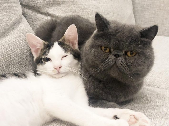 ご飯とミンくんのことが大好きだったわんぱく少年ギャオスくん