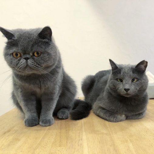 温厚なミンくん（左）と寄り目がチャームポイントのミノちゃん（右）