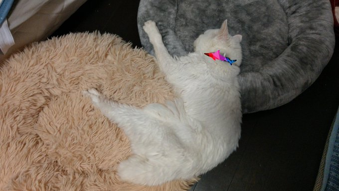 ベッドを贅沢に使い、飼い主さんを驚かせることも！