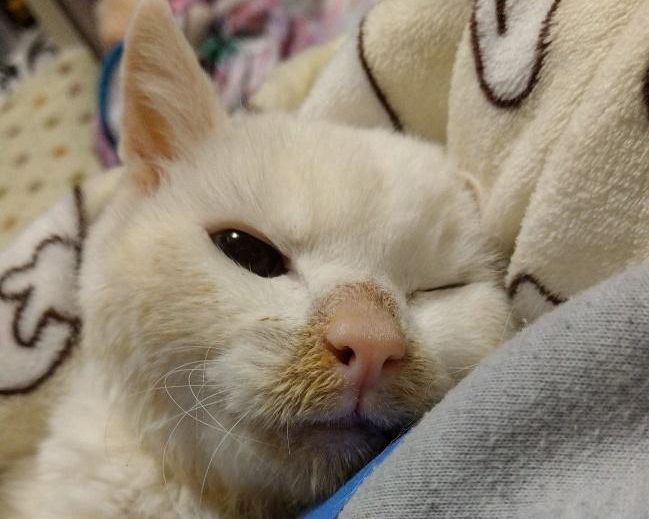 如月さん宅のへちまさん