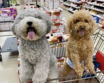 れあるくん(左)、レノンくん(右)