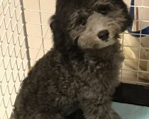 れあるくんお迎えした当初