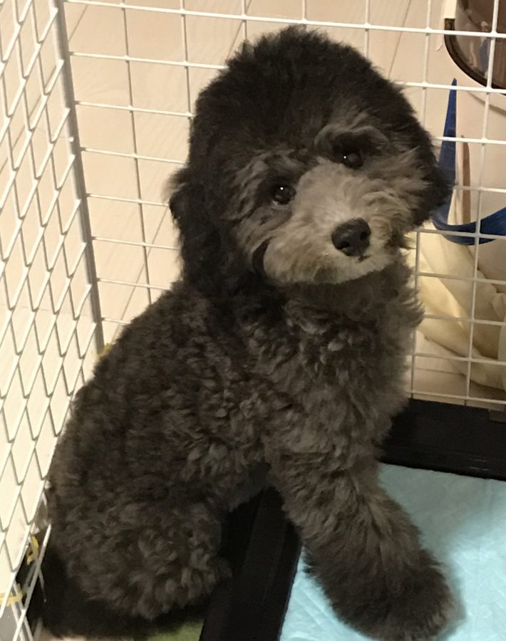 れあるくんお迎えした当初