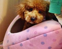 お迎えして間もない頃