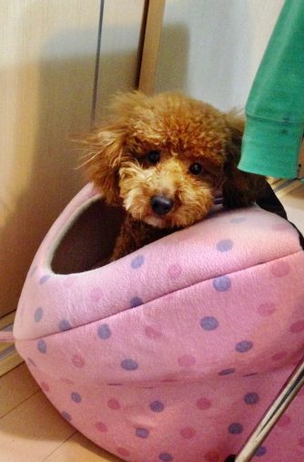 お迎えして間もない頃