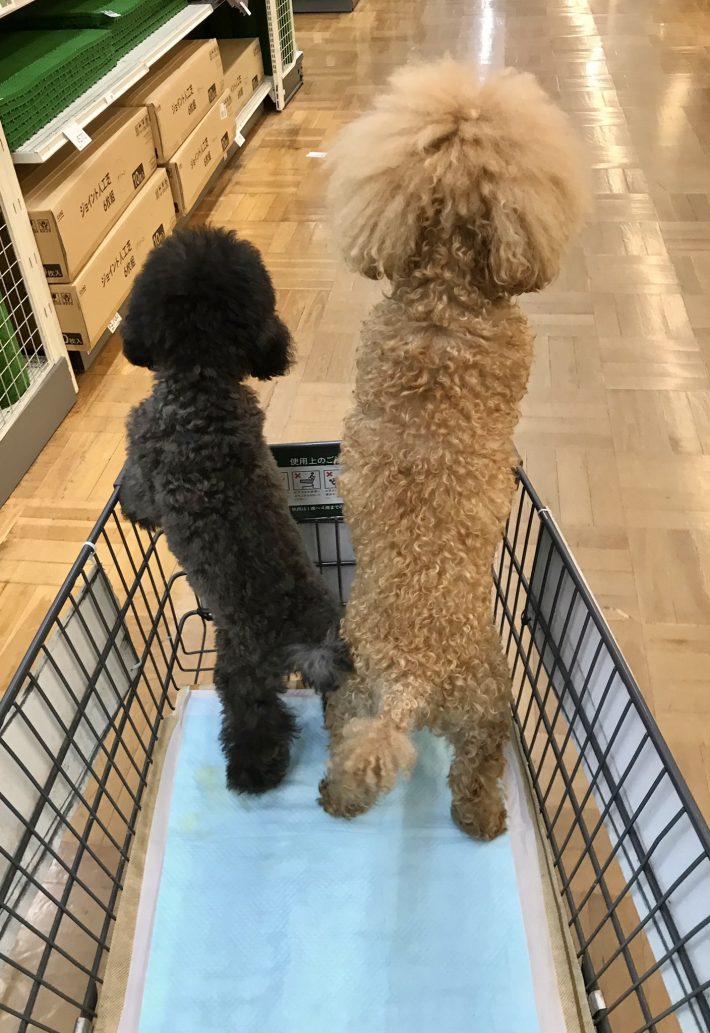 身長差ビフォー