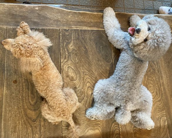 れあるくん、レノンくん