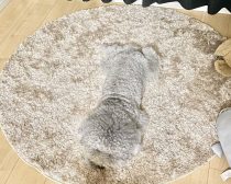 ラグマットに同化するのも上手!