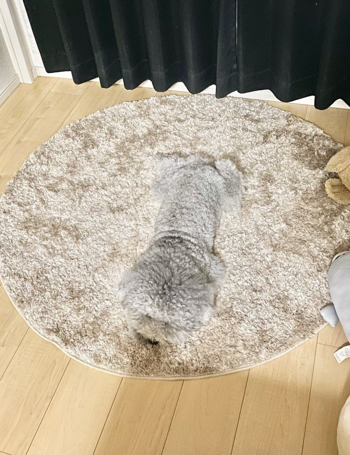 ラグマットに同化するのも上手！