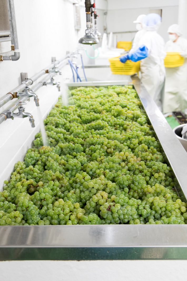 『コーボンマーベルN』Grape