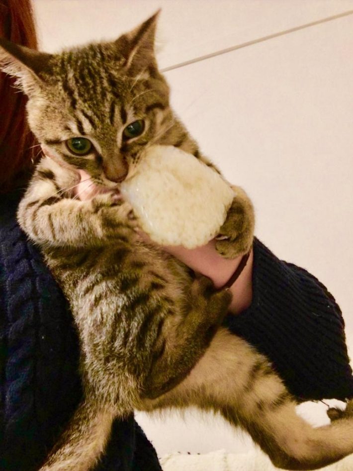 このおにぎりは渡さない！