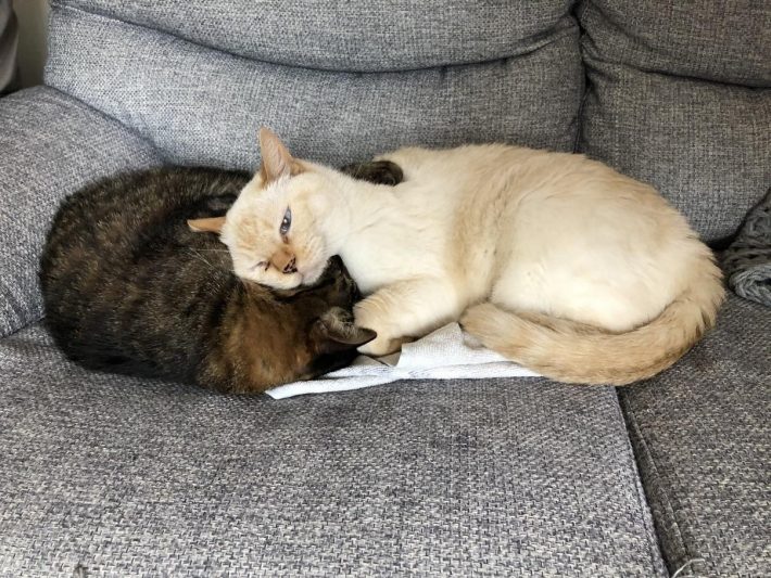 お姉ちゃん猫のまりんちゃん