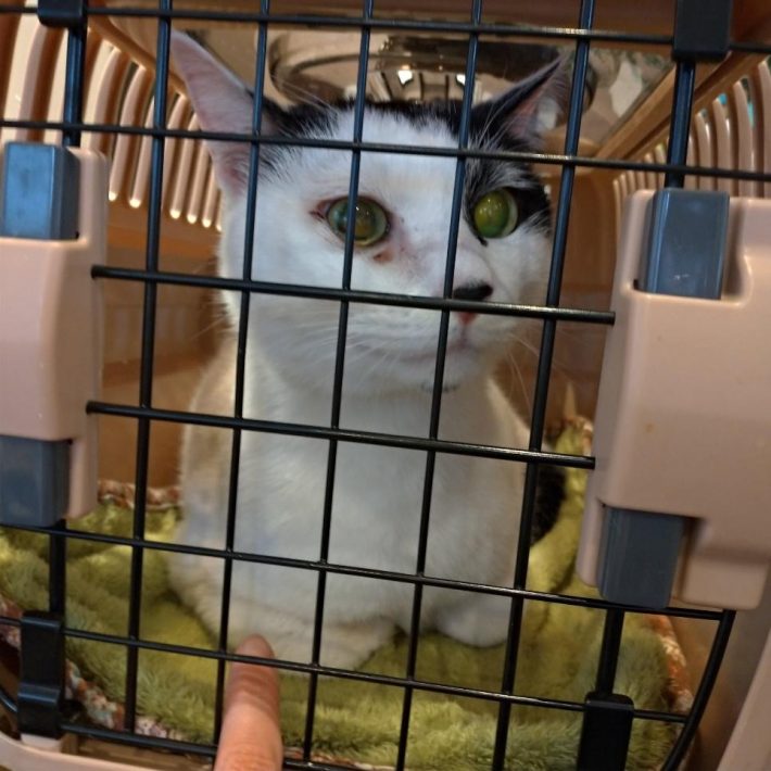 保護当時のぽん太郎