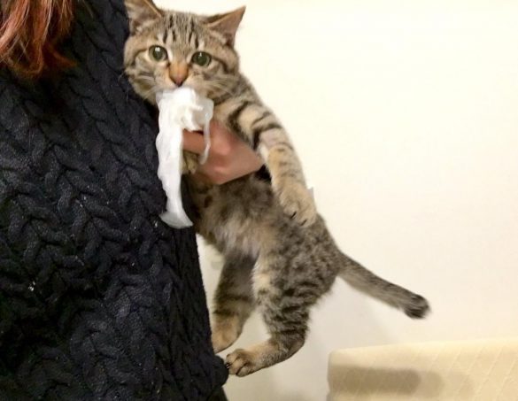 まさかの、しらたき強奪！