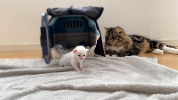 メルくんはシャーと威嚇。