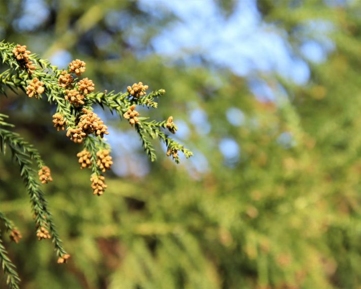 花粉対策アイテムアイキャッチ
