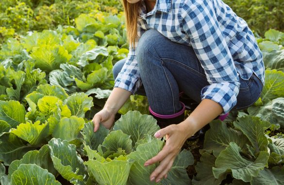 毎年恒例の農家バイトへ