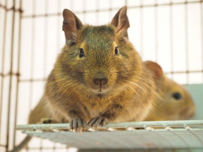 ファニーペッツ