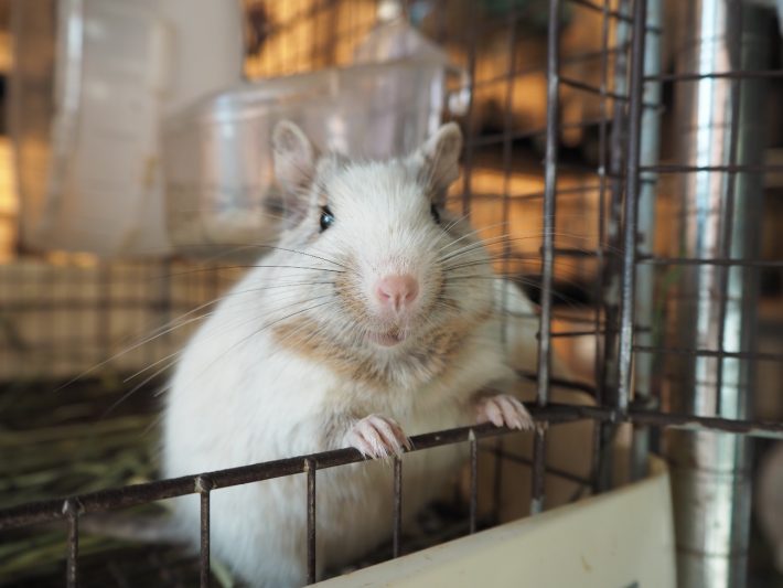 ファニーペッツ