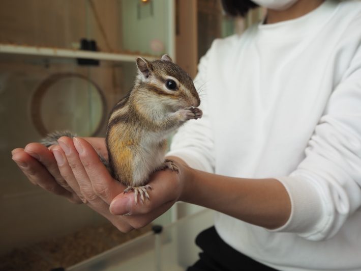 シマリスカフェ