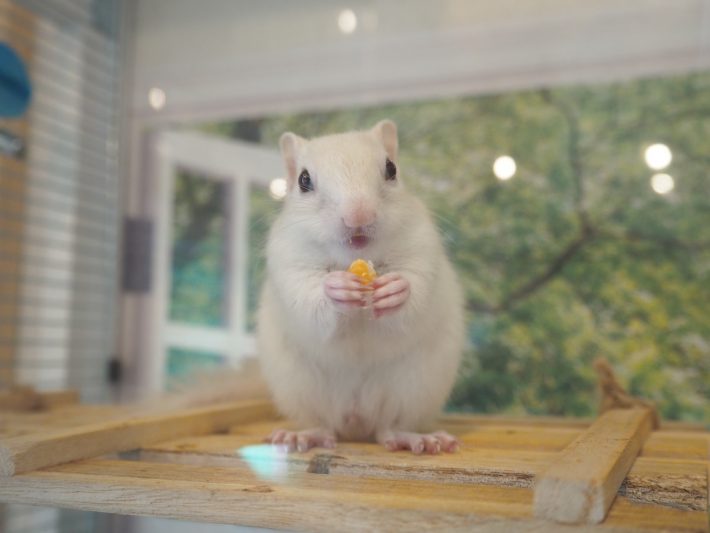 シマリスカフェ