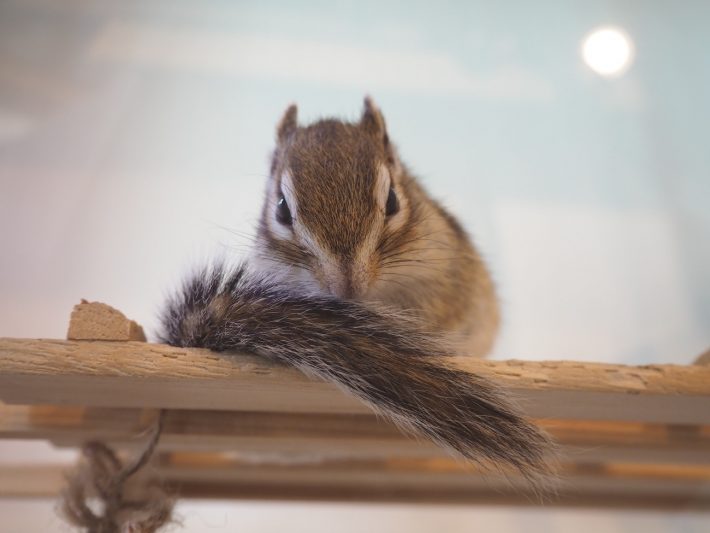 シマリスカフェ