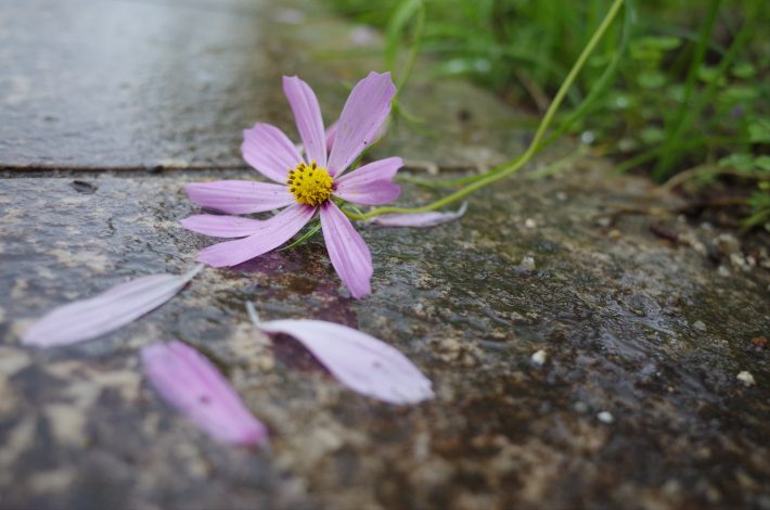 先輩と夫の出会いも、もしかして…