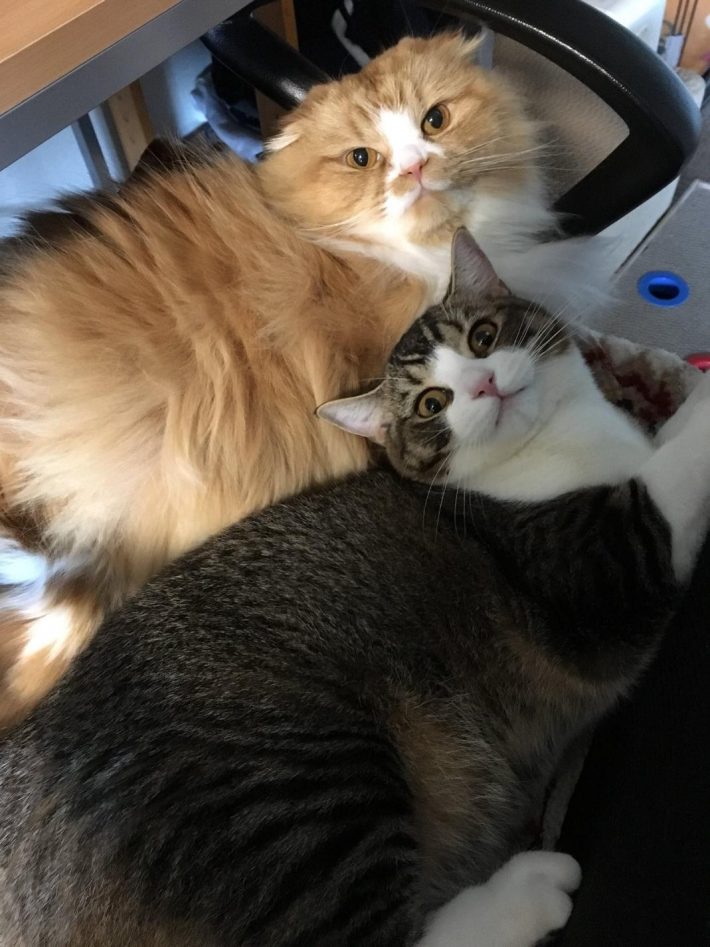 小太郎くんと同居猫