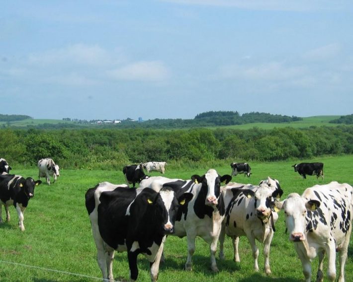 北海道・根釧地区の牧場