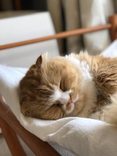 スヤスヤ小太郎くん