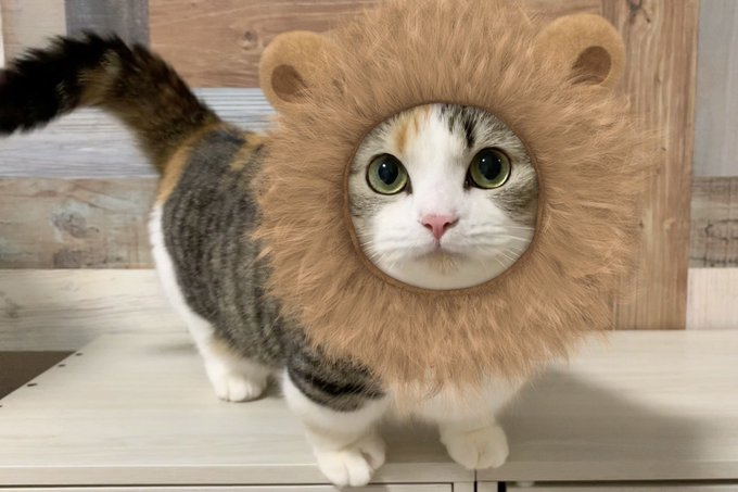 「ちびライオン姿」のりんちゃん