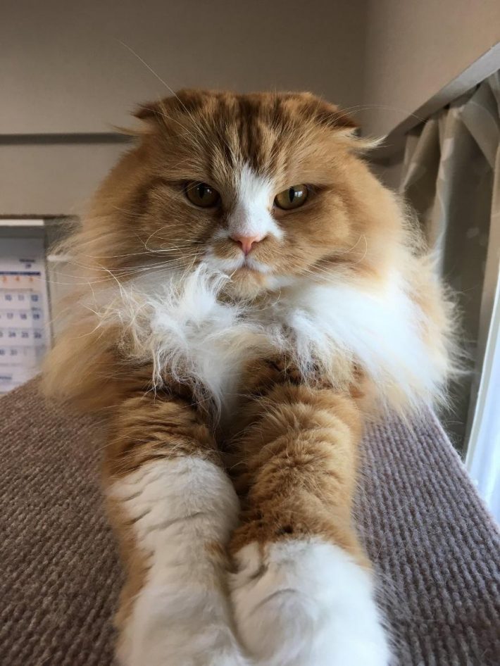 前脚を伸ばす小太郎くん