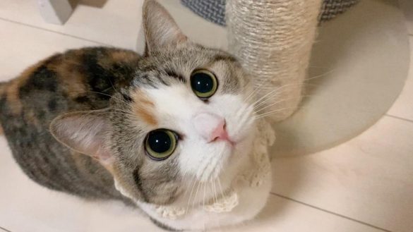 甘えん坊のりんちゃん