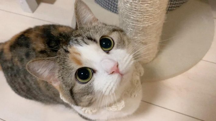 甘えん坊のりんちゃん