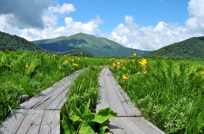 夏の尾瀬ケ原　ニッコウキスゲ群生地