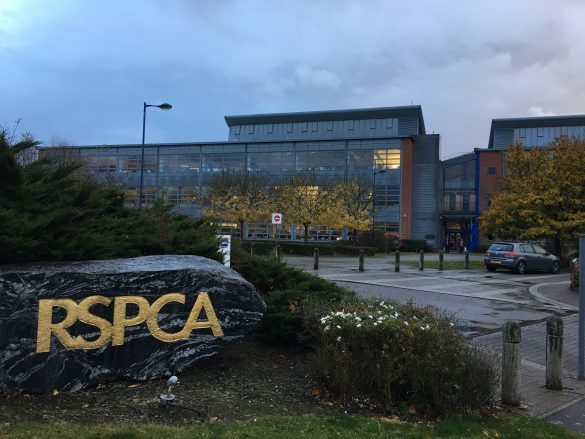 取材で訪れたイギリスの動物愛護団体・RSPCA