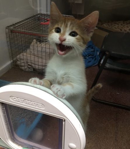 イギリスの保護された猫