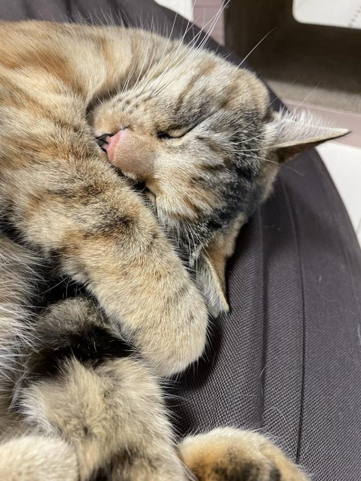 丸くなるキキちゃん