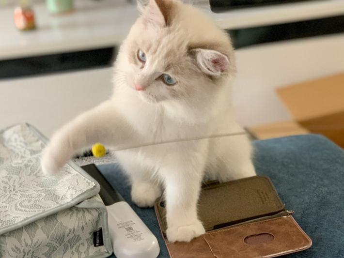 猫じゃらしで遊ぶ海くん