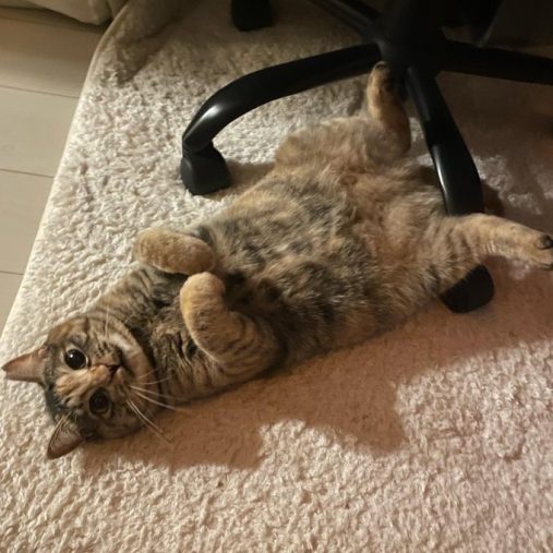 悶絶級のへそ天も披露